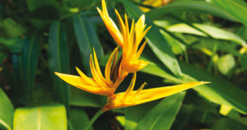 L’heliconia psittacorum