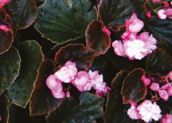 Le bégonia