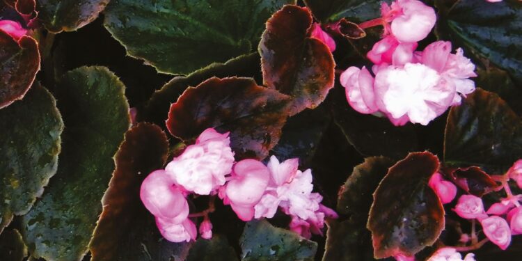 Le bégonia