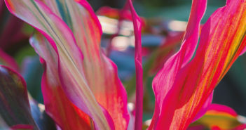 La cordyline