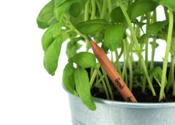 Sprout : une idée florissante