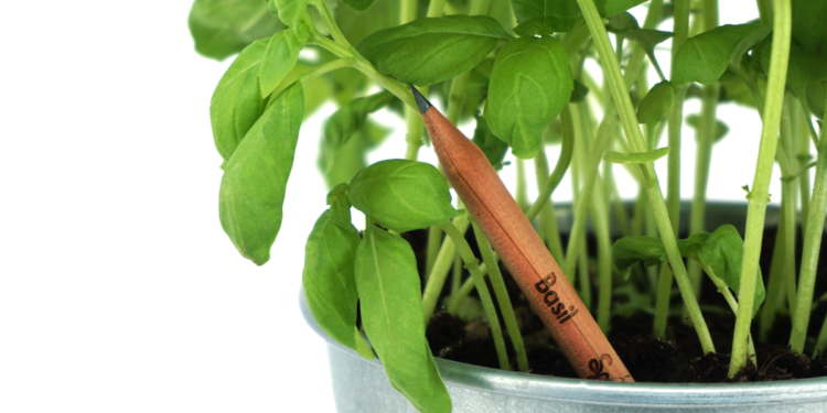 Sprout : une idée florissante