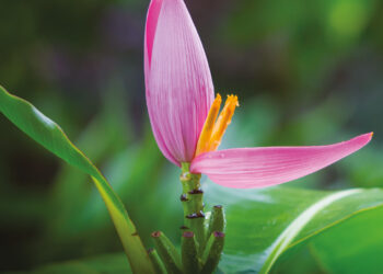 LE BANANIER D’ORNEMENT