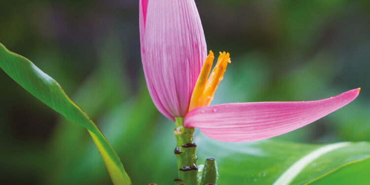 LE BANANIER D’ORNEMENT