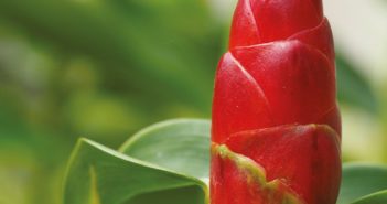 Le Costus