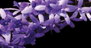 PETREA VOLUBILIS L.