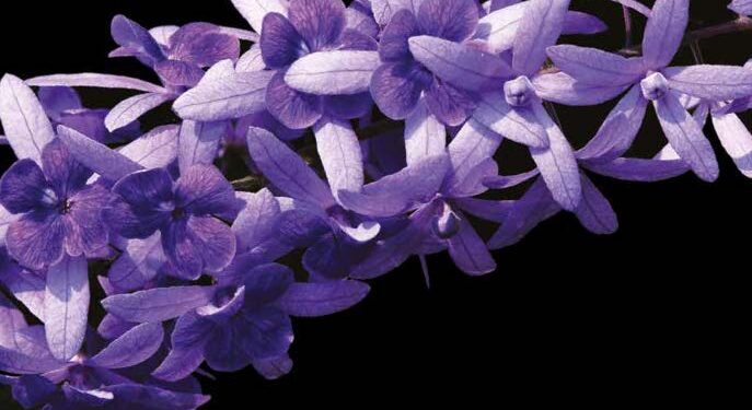 PETREA VOLUBILIS L.
