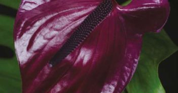 L’ANTHURIUM