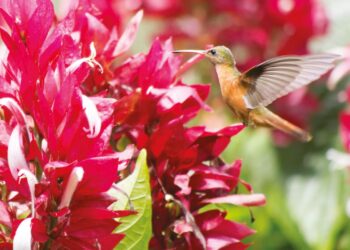 Megaskepasma erythrochlamys Lindau