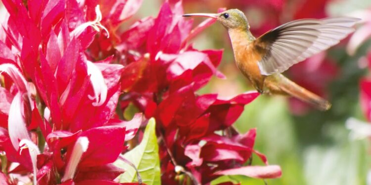 Megaskepasma erythrochlamys Lindau