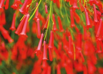 LE RUSSELIA EQUISETIFORMIS