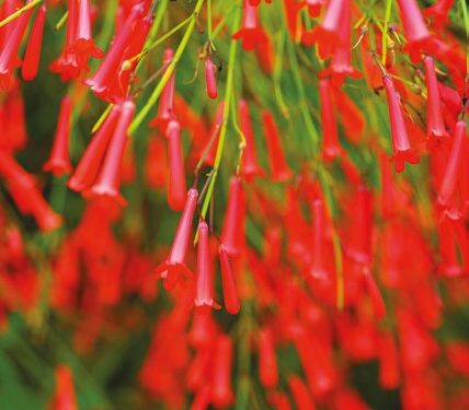 LE RUSSELIA EQUISETIFORMIS