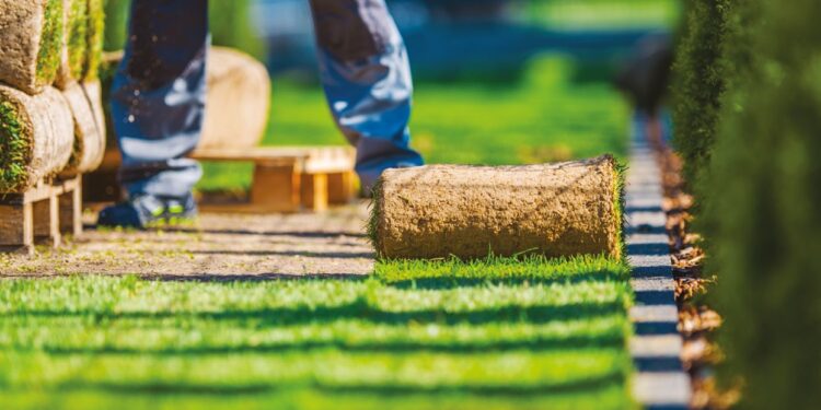 COMMENT AVOIR UNE BELLE PELOUSE