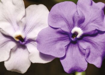 LE BRUNFELSIA