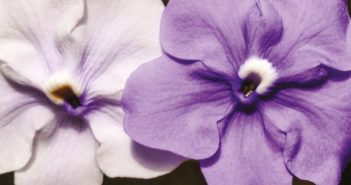LE BRUNFELSIA