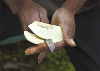 CUISINER SANS GLUTEN AVEC LES FARINES LOCALES