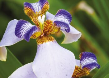 LES IRIS TROPICAUX