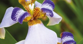 LES IRIS TROPICAUX