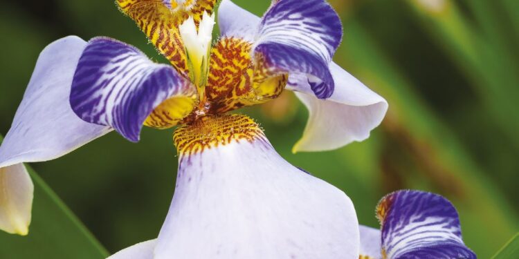 LES IRIS TROPICAUX