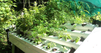 PERMACULTURE & AQUAPONIE, vers une autonomie alimentaire
