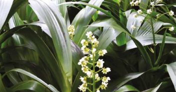LE MUGUET PEYI