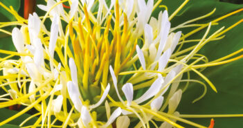 L’hedychium
