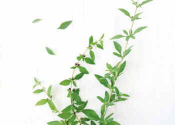 {SAVEURS} La Brisée