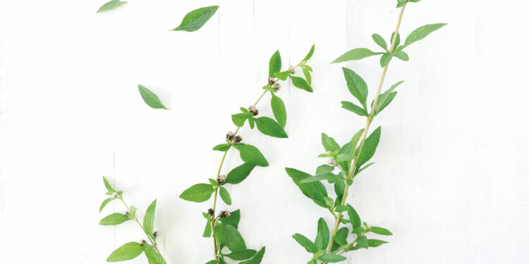 {SAVEURS} La Brisée