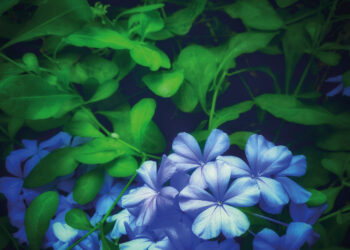 PLUMBAGO