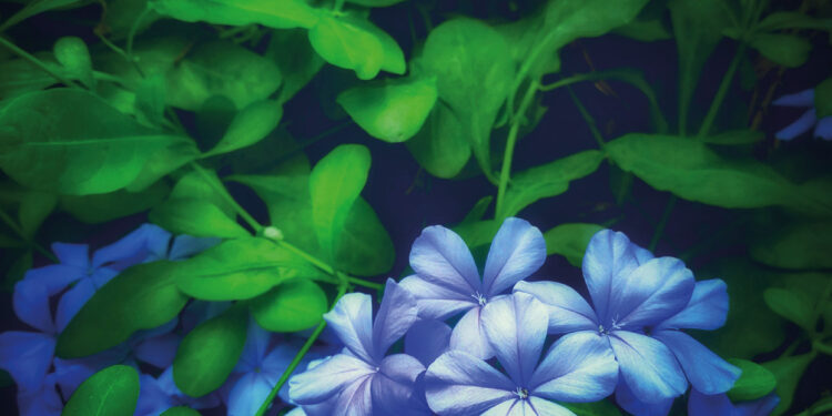 PLUMBAGO