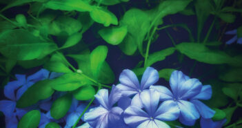 PLUMBAGO