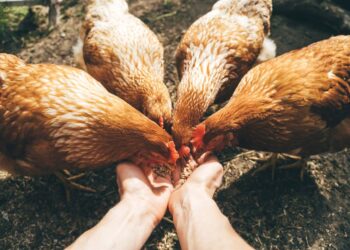 Poules au jardin