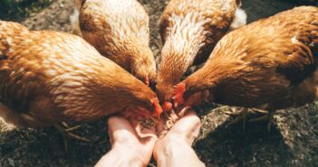 Poules au jardin