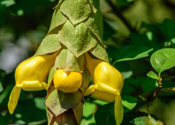 Gmelina Philippensis