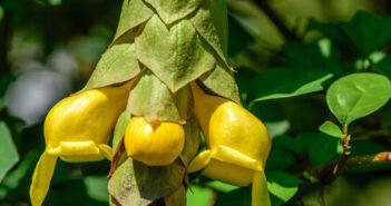 GMELINA PHILIPPENSIS