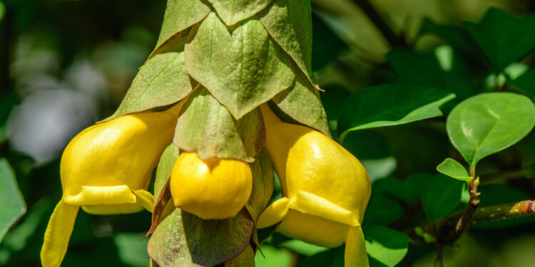 Gmelina Philippensis