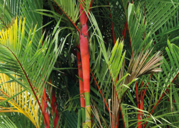 Cyrtostachys Renda Blume