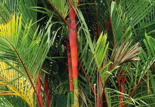 Cyrtostachys Renda Blume