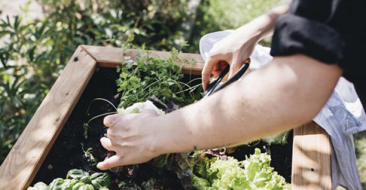 Le potager : votre zone antistress