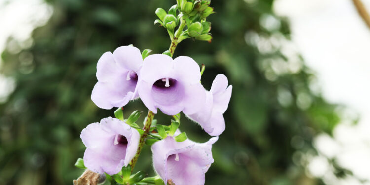 Le Gloxinia perennis (L.) Fritsch 1894.