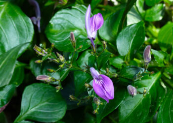 BRILLANTAISIA SUBULUGURICA Burkill 1899.