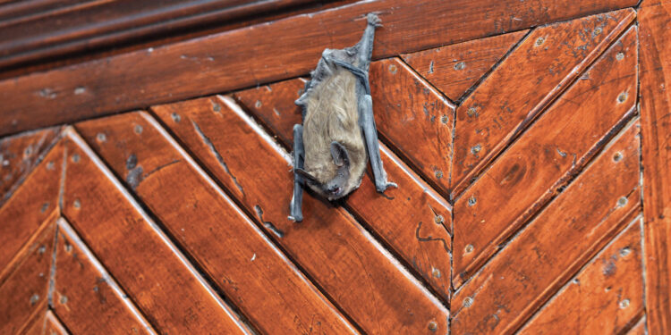 Dossier nuisible : focus sur les chauves-souris