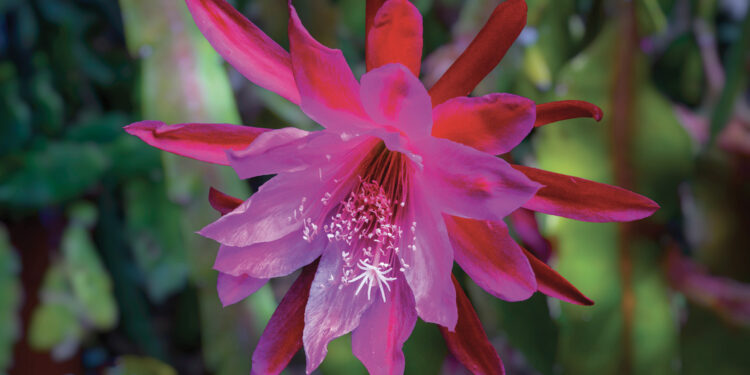 L’Epiphyllum