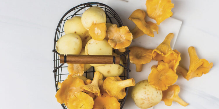 Les Champignons : saveurs, bienfaits…