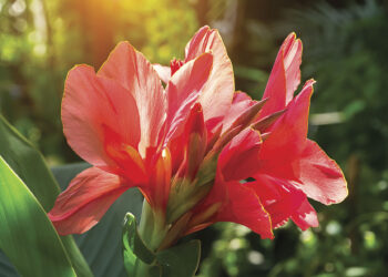 LE CANNA