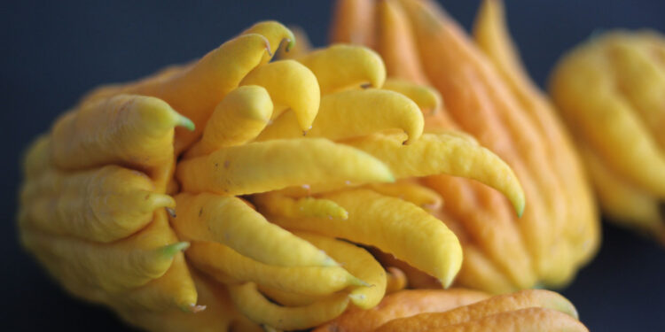 Citron main de Bouddha