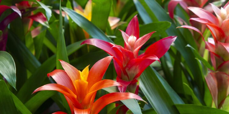 Le Guzmania