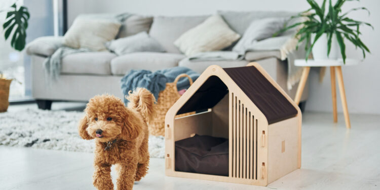 Déco & Animaux de Compagnie