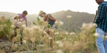 Créer un Carré Potager : Récoltes Abondantes et Écologiques