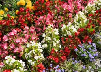 Bégonia : Feuilles Tropicales et Fleurs Colorées